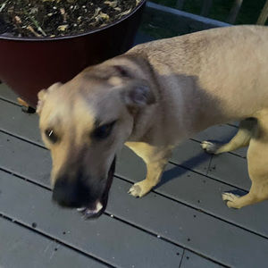 Meet your Posher, Zora